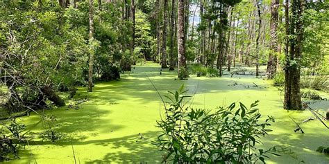 Ravenel Sc 2023 Best Places To Visit Tripadvisor