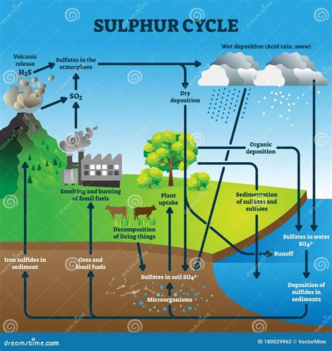 Sulfur Cycle Diagram Labeled World Of Reference