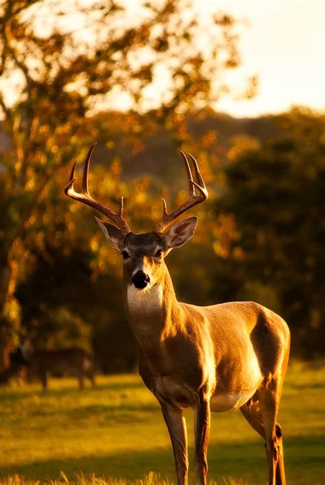 deer, stag, proud, mammal, nature, wildlife, male, forest, antlers
