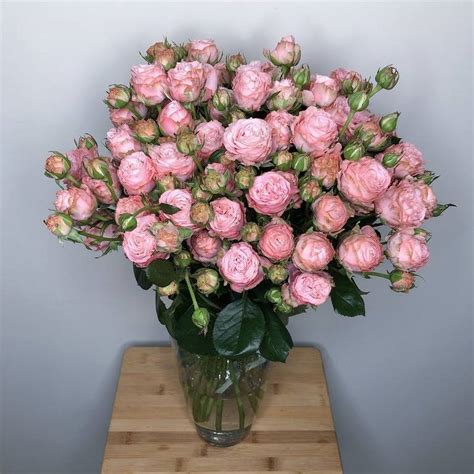 Описание пионовидного сорта кустовой розы Леди (Мадам) Бомбастик: как ...