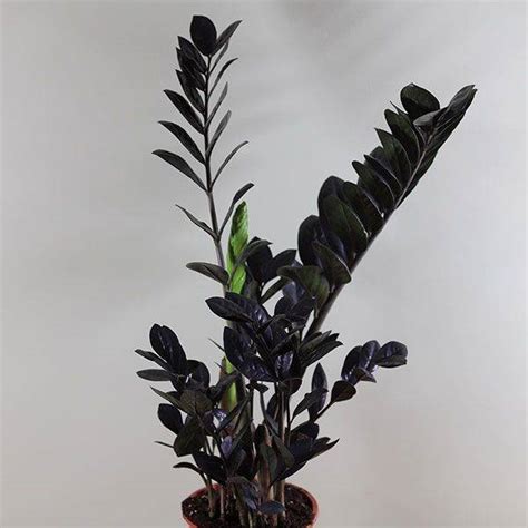 Замиокулькас черны black raven листики с корнями