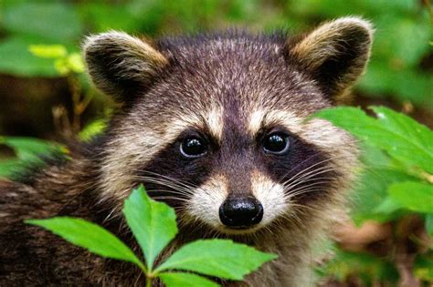 Rabid Raccoon Found In Ct Officials Urge Precautions To Protect Pets
