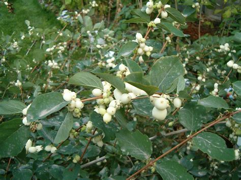 Снежноягодник белый - неприхотливый декоративный кустарник