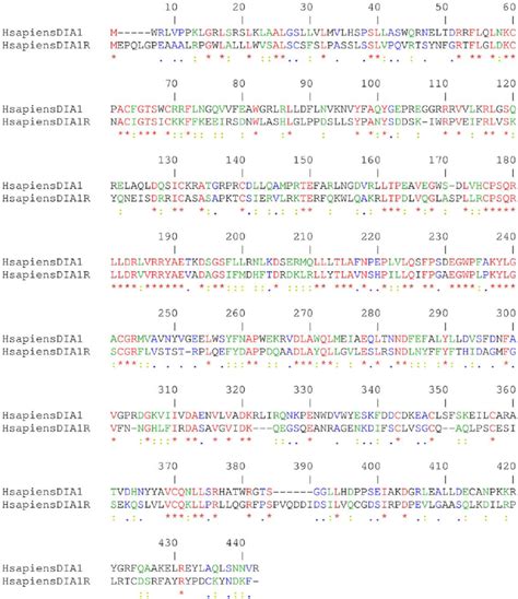 Amino Acid Sequence Comparison Of Human Dia1 And Human Dia1r The