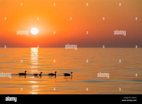 Usa Illinois Chicago Lake Michigan Canada Geese At Sunrise Stock