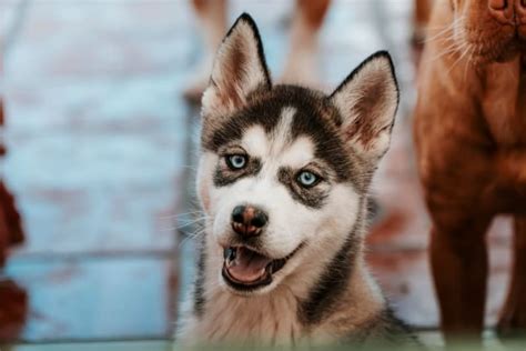 Dog Tooth Extraction What To Expect Rochester Vets