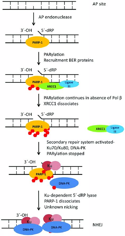 Model Of PARP 1 Hyperactivation And Recruitment Of NHEJ Proteins