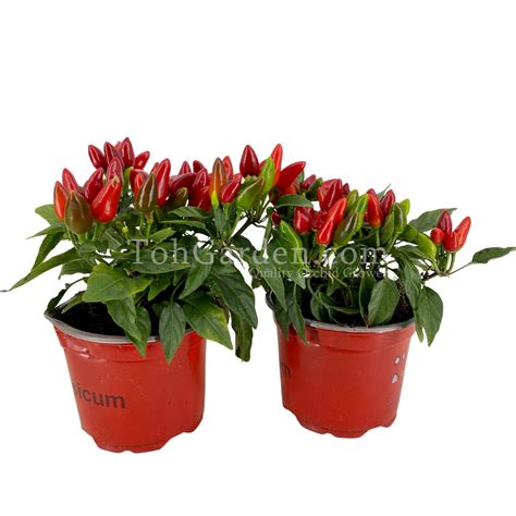 Capsicum Salsa Red Toh Garden Singapore Orchid Plant And Flower Grower