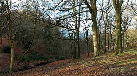 Trees Tandle Hill Country Park Is A Country Park In Royton Flickr