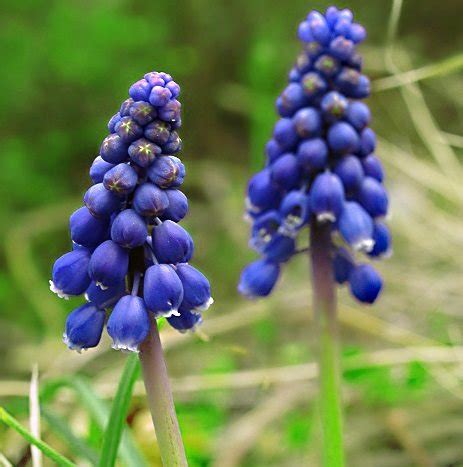 Мускари Неглектум / Muscari neglectum - Ландшафтная компания Эдельвейс