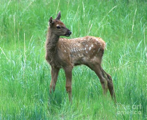 Baby Elk Photograph by Don Ellis