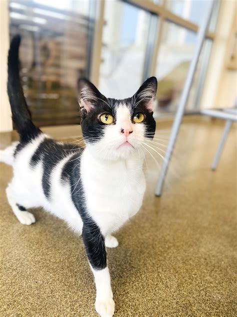 Pet of the week, Feb. 22, 2025 | News | kokomotribune.com
