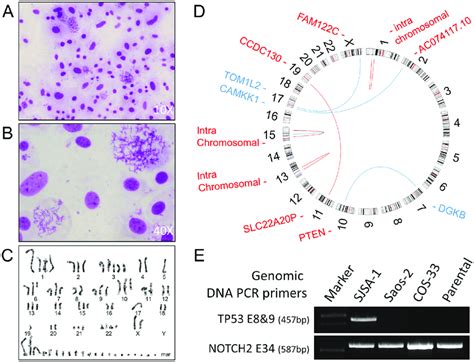 Conventional Cytogenetics Analysis And Genomic Analysis A B Images Download Scientific