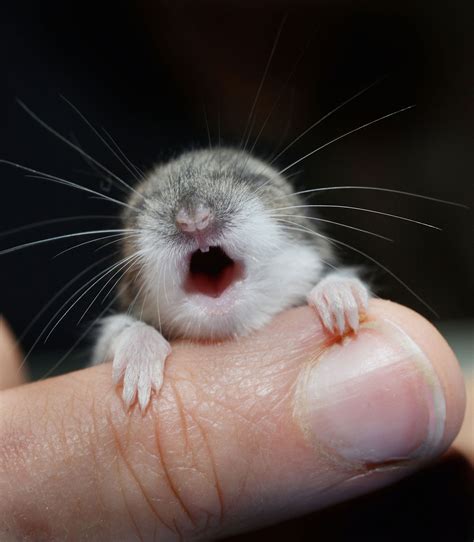 Psbattle 2 Weeks Old White Footed Mouse Rphotoshopbattles