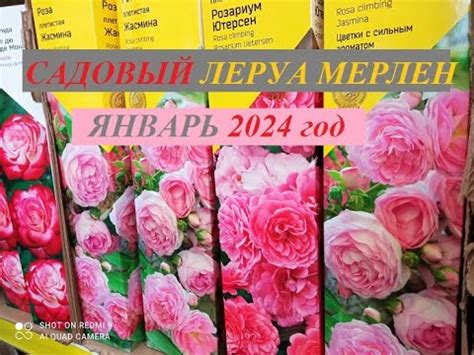 ЛЕРУА МЕРЛЕН - садовый отдел 29.01.24 г. Новые поступления, цены и ...