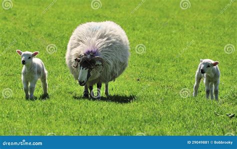 Springtime Swaledale Lambs Stock Image Image Of Livestock 29049881