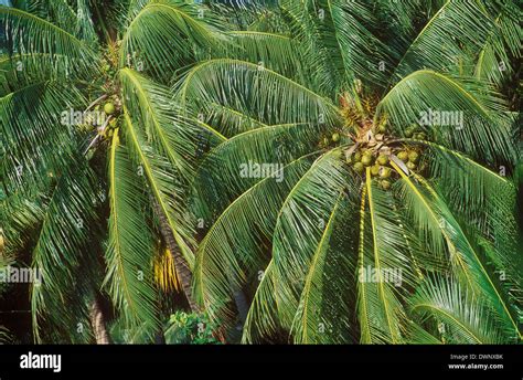 Koh Samui Coconut Palm Trees Hi Res Stock Photography And Images Alamy