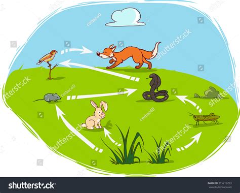 Ecosystem Diagram Stock Vector Royalty Free 215219293 Shutterstock