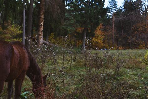 Understanding Horse Diet What Horses Should Eat Homey Gears