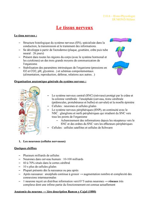 A Cours Tissu Nerveux Histo Physiologie Dumond H L Ne