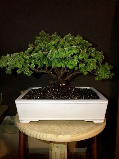 Piccolo Dwarf Balsam Fir Frnt Bonsai Nut