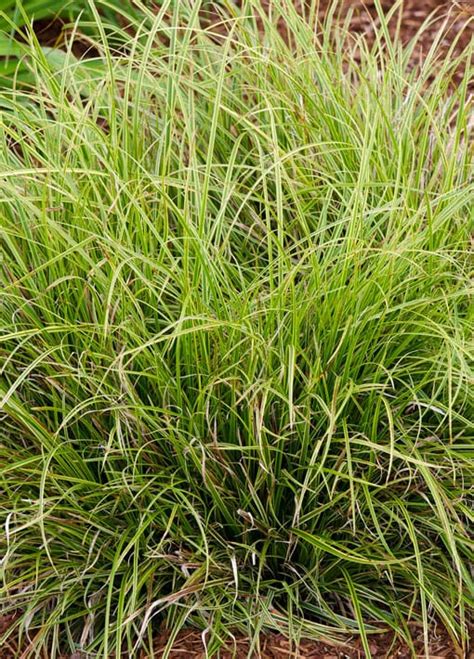 Carex & Sedge Grass - TLC Garden Centers