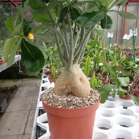Adenium obesum Hybr. mit jahreszeitlich bedingtem Rückschnitt, with ...