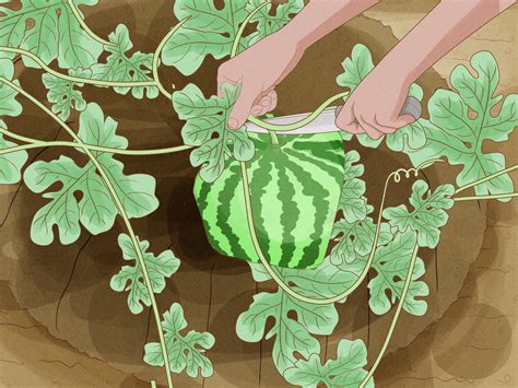Watermelon Spacing In Garden