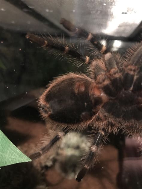 Any Ideas On Sex R Tarantulas