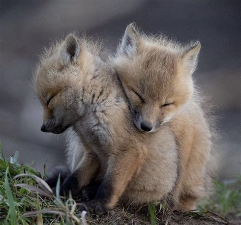 Cute And Beautiful Animals - Animals World