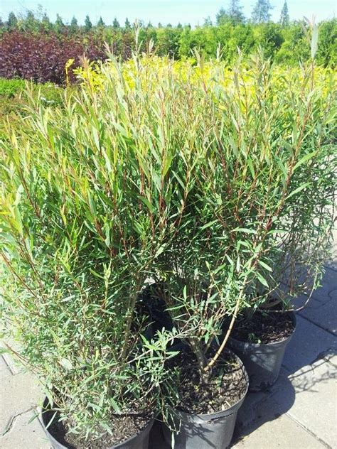 Кусты ива сорт Шаровидная из питомника - купить оптом и розницу по ...