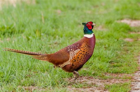 Der Fasan in Deutschland – Anika Börries