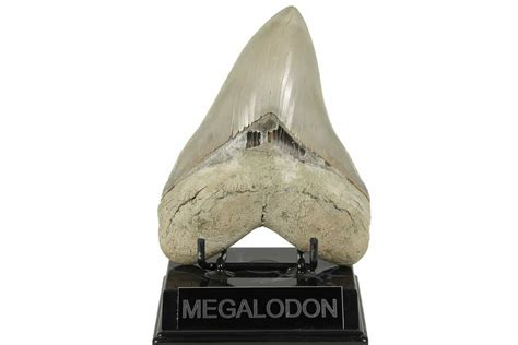 Megalodon Teeth For Sale - FossilEra.com