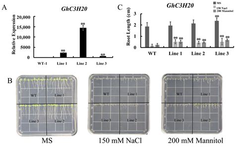 Figure 2 from The CCCH-Type Zinc-Finger Protein GhC3H20 Enhances Salt ... 