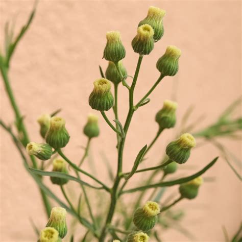 Flax Leaf Fleabane Erigeron Bonariensis