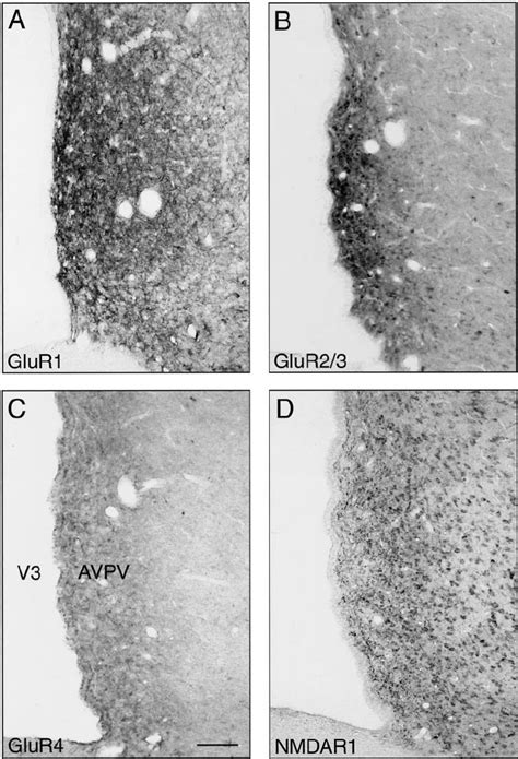 distribution  glur  glur  glur   nmdar