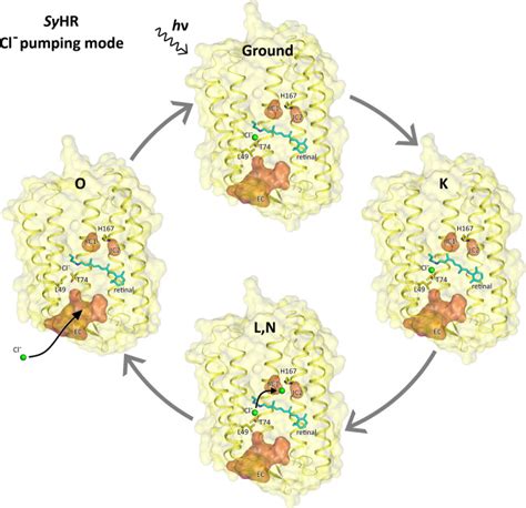 Structural Insights Into Light Driven Anion Pumping In Cyanobacteria