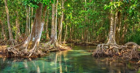 Excursão Privada Vam Sat Mangrove Forest a partir de Ho Chi Minh City | GetYourGuide