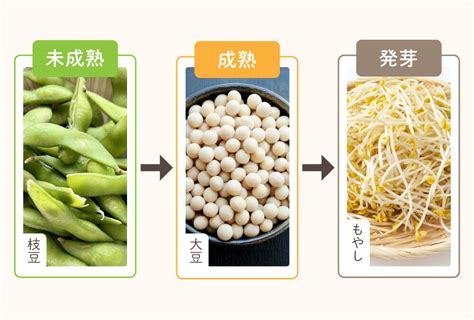 なぜ「枝豆」はビールによく合うの？枝豆に関する知られざる“豆”知識をご紹介♪｜prezoプレゾ 北海道のお取り寄せグルメと産直通販