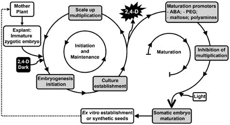 Conifer Somatic Embryogenesis Modulation In Two Cycles Initiation