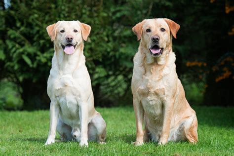 Male Vs Female Labrador Retriever Which One Is Better