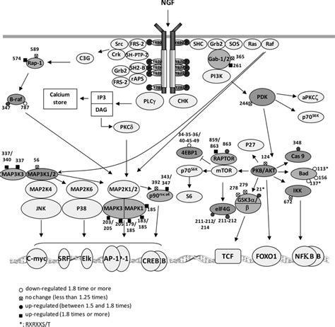 Trka Signaling Pathway Composite Scheme Of The Main Signaling Pathways