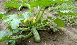 A Complete Growing Guide for Zucchini Plant Care - Happiness Zucchini