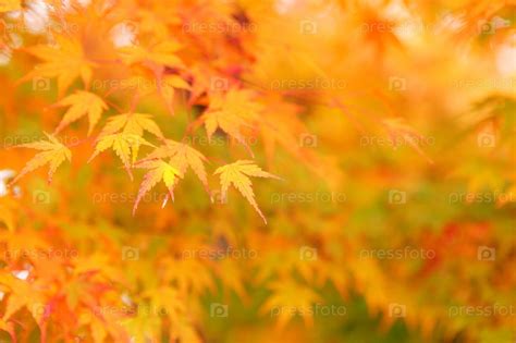 Фотография на тему Осенний клен | PressFoto