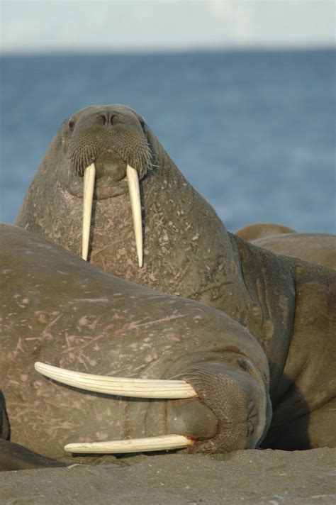 Walrus Prins Karls Forland Svalbard Henning Lorenz Flickr