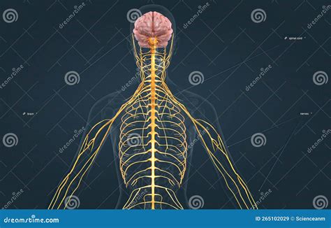 O Sistema Nervoso Inclui A Medula Espinhal Cerebral E Uma Complexa Rede