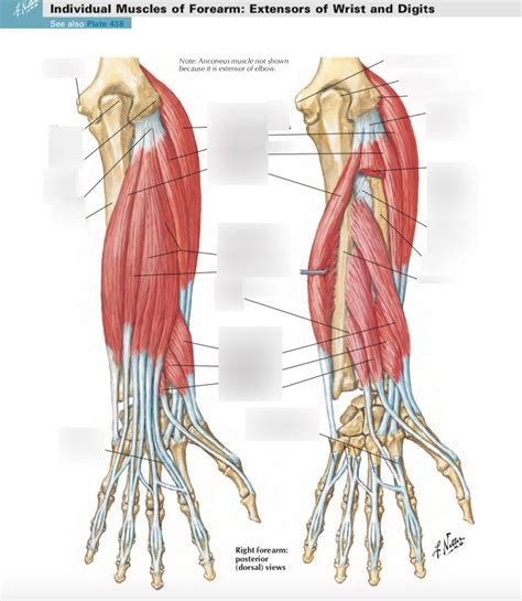 Extensors Of Wrist And Digits Diagram Quizlet