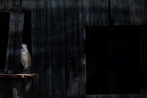 eternity images photography fox barn owl pictures
