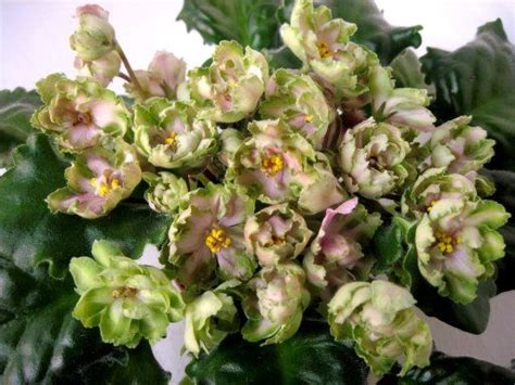 African violet 'Malaxutovaya Roze / Malachite Rose / Print ЛЕ ...