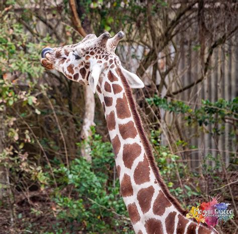 Riverbank Zoo admission prices help fund wildlife conservation 5